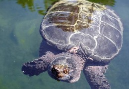 肌醇——魚、蝦飼料的能量補(bǔ)給站！