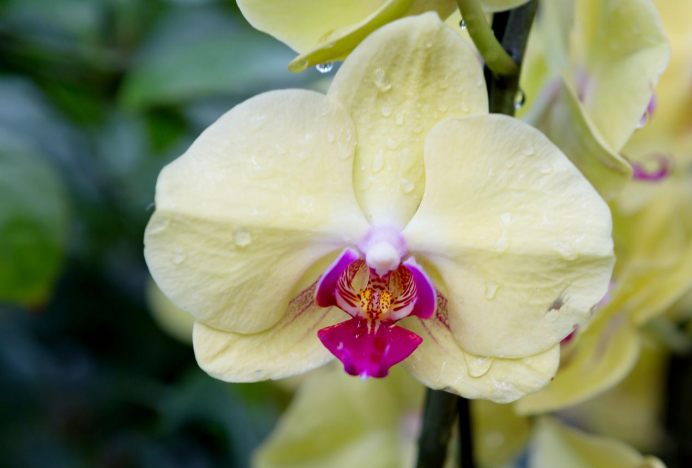 黃原膠（Xanthan?gum）是什么？（上）