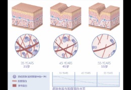 水潤皮膚的秘密武器，乙酰殼糖胺和透明質酸的甜蜜聯(lián)盟！