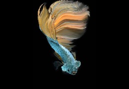 科普：魚膠原蛋白肽有哪些功能和作用？