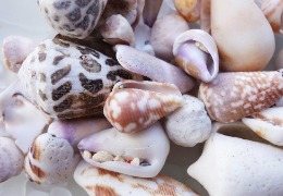 芋螺肽：2023年備案的化妝品新原料，不得宣稱為抗皺神器